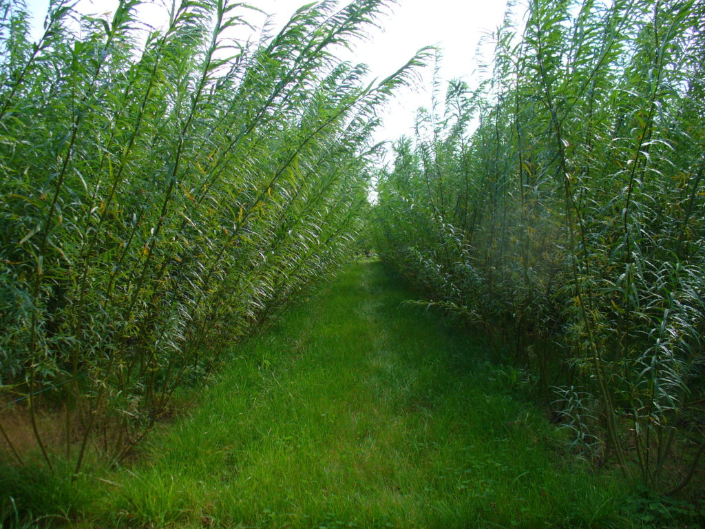 Willows AFBI, Waterpro