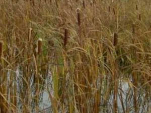 Constructed wetlands