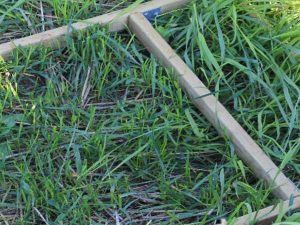 Precision nutrient application